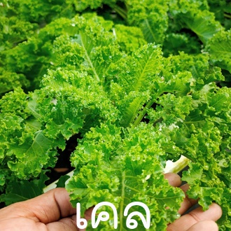 เคล ถูกที่สุด10 บ. เมล็ดพันธุ์เคลใบหยิก 100เมล็ด งอกง่าย โตไว วิตามินสูง