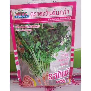 เมล็ดพันธุ์ผักชี ตราตะวันต้นกล้า นน.300 กรัม รสทิพย์