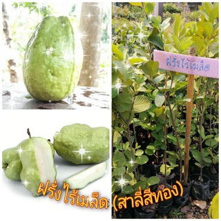 ต้นฝรั่งไร้เมล็ด หรือฝรั่งสาลี่ทอง