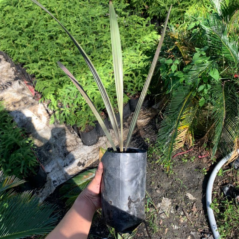 ต้นไม้ตาลฟ้า (Bismarckia nobilis) พันธุ์แท้รับประกันใบฟ้า ระบบรากแข็งแรงพร้อมส่ง