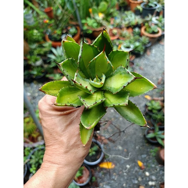 Agave Kishokan Mediopicta อกาเว่ คิชโชคัน เมดิโอพิคตา | Shopee Thailand