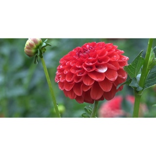 1 หัว/ออเดอร์ รักเร่ Dahlia สายพันธุ์ Lollipop หัวรักเร่