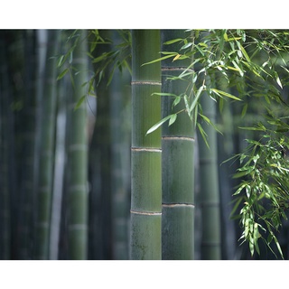 เมล็ดพันธุ์ ไผ่โมโซ ไผ่หนังจีน ไผ่ญี่ปุ่น moso bamboo 30 เมล็ด เมล็ดพันธุ์นำเข้าจาก อังกฤษ