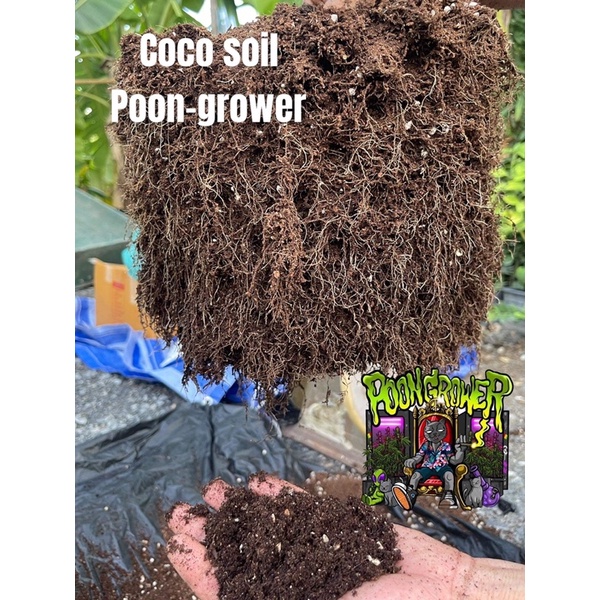 Organic Coco Coir Bricks Soil Blocks Organic Compressed Coconut