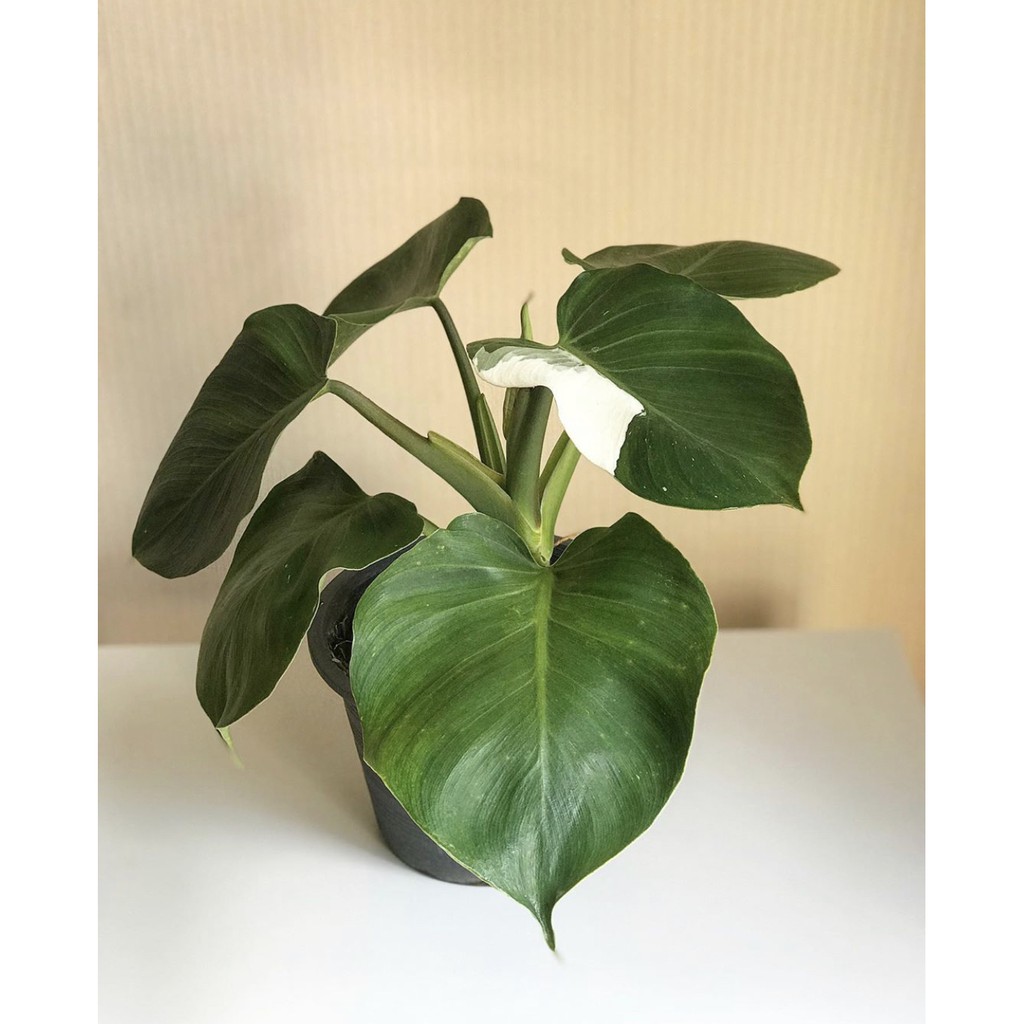 Philodendron White Wizard