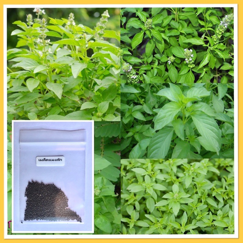 เมล็ดเเมงลัก 200-250 เมล็ด คัดพิเศษ ปลูกง่ายโตเร็ว [ซื้อ 10 เเถม 1 คละได้]