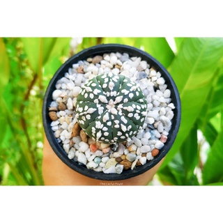 ไม้เมล็ด แอสโตรไฟตัม ซุปเปอร์คาบูโตะ (Astrophytum asterias super kabuto) แคคตัส