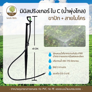 มินิสปริงเกอร์ใบ C+ขาปัก - โตไว