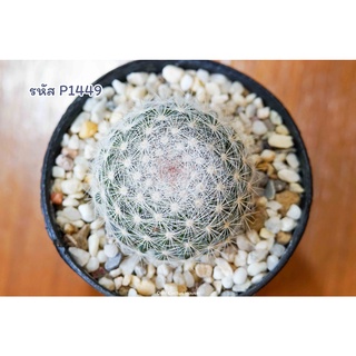 แคคตัส แมมมิลลาเรีย แคนดิด้า สโนว์บอล (Mammillaria Candida "Snow Ball")