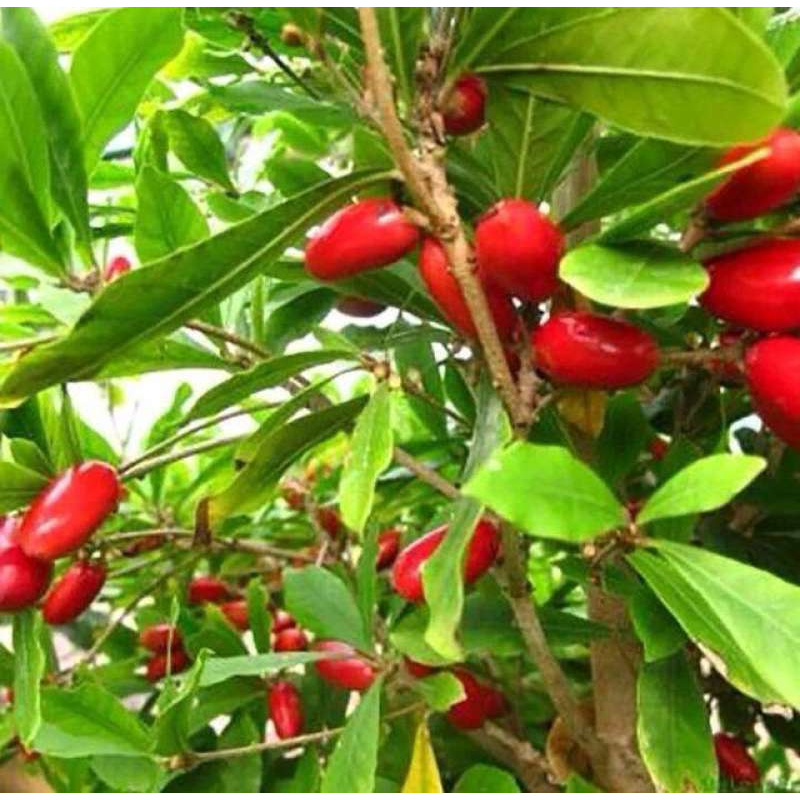 ต้นมิราเคิล (Synsepalum dulcificum Miracle fruit; Miracle berry) ต้นมหัศจรรย์ หรือ Miracle fruit เป็