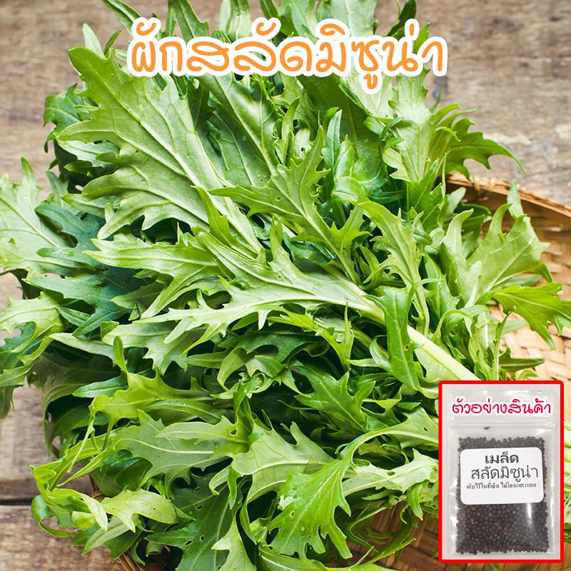 เมล็ดพันธุ์ ผักสลัด มิซูน่า มัสตาร์ด Mizuna Mustard เมล็ดพันธุ์ ผักสวนครัว 100-300 เมล็ด [ซื้อ 10 แถม 1 คละได้]