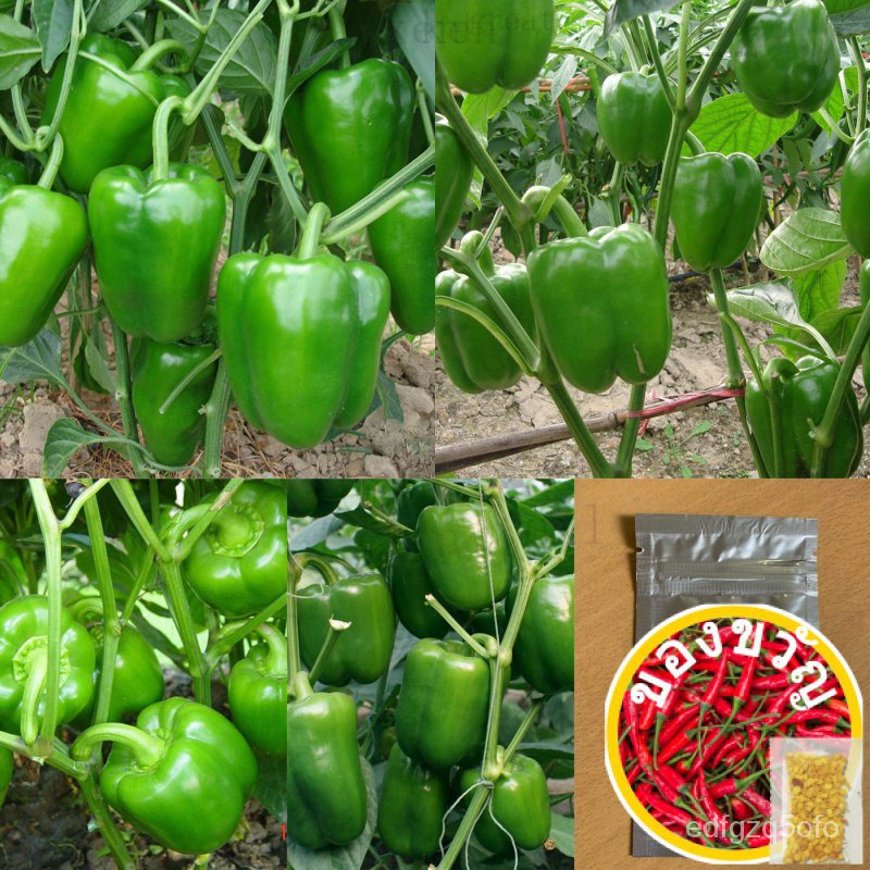 เมล็ด : เมล็ดพริกหวานสีเขียว Green Bell Pepper Seed / Sweet Pepper Seed พริกหวาน เมล็ดผัก เมล็ดพันธุ์ 30-60 เมล็ดมะละกอ/