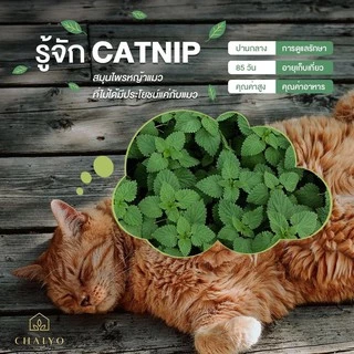 เมล็ด CATNIP และ เมล็ดสมุนไพรออร์แกนิค Herbs Seeds
