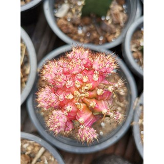 หน่อเด็ดสด หัวสี 1-2 cm. # Cactus แคคตัส กระบองเพชร ไม้อวบน้ำ ไม้กราฟ ราคาถูก Pink diamond พิงค์​ได​มอนด์​ พิ้ง  พิ้งค์