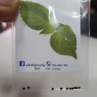 ยี่หร่า📌ถูกที่สุด10บ.📌เมล็ดพันธุ์ยี่หร่า10 เมล็ด☘️หอมแรง ☘️ปลูกง่ายขึ้นไว☘️ใบดก
