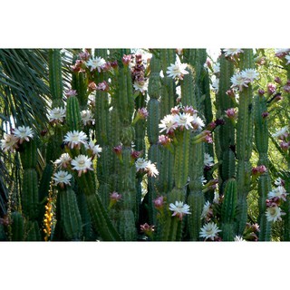 Cereus Forbesii (10 seeds)