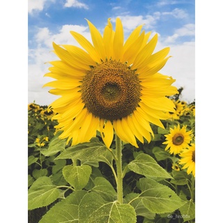 GIANT SUNFLOWER SEEDSแม่และเด็ก/มะละกอ/สร้อยข้อมือ/เด็ก/กางเกง/เมล็ด/ดอกไม้/สวน/ผักกาดหอม/ดอกทานตะวัน/ 1FS0