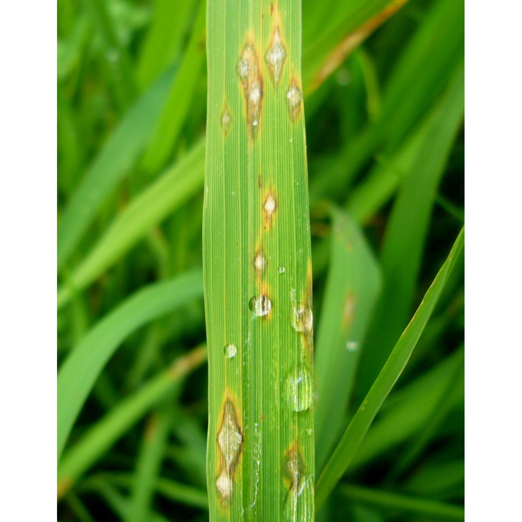 ไอโซโพรไทโอเลน 1 ลิตร ฉลาม ใบไหม้ ใบแห้ง ใบส้ม ใบติด เชื้อรานาข้าว - รูปที่ 4