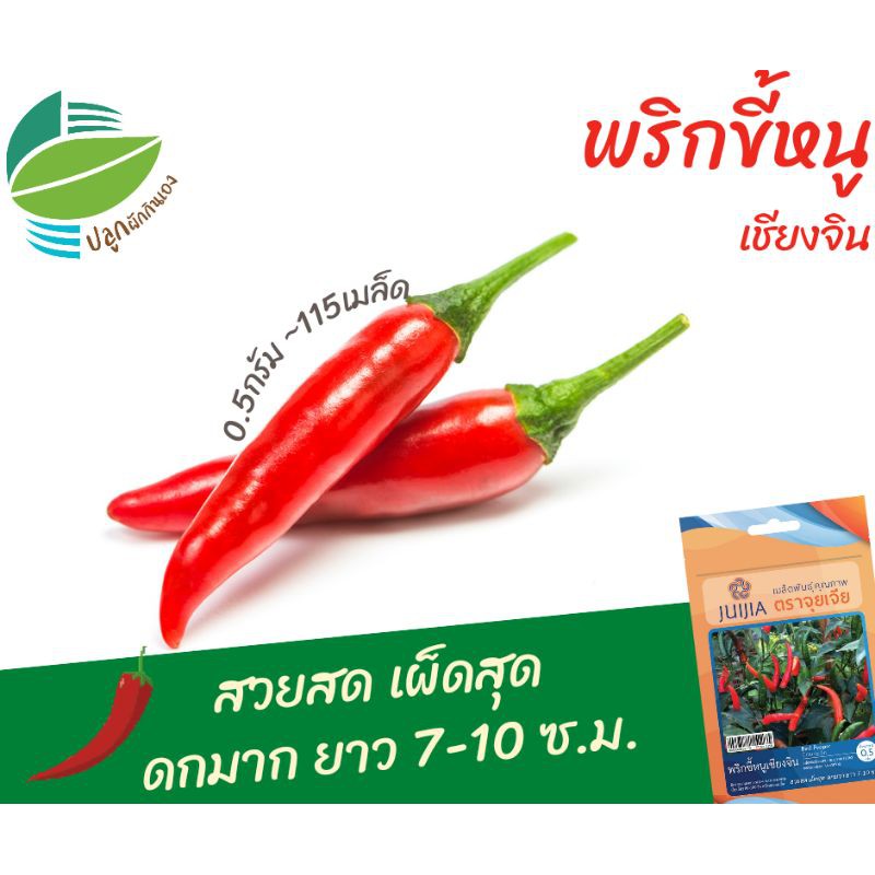 เมล็ดพันธุ์ พริกขี้หนู เชียงจิน (Bird Paper)​