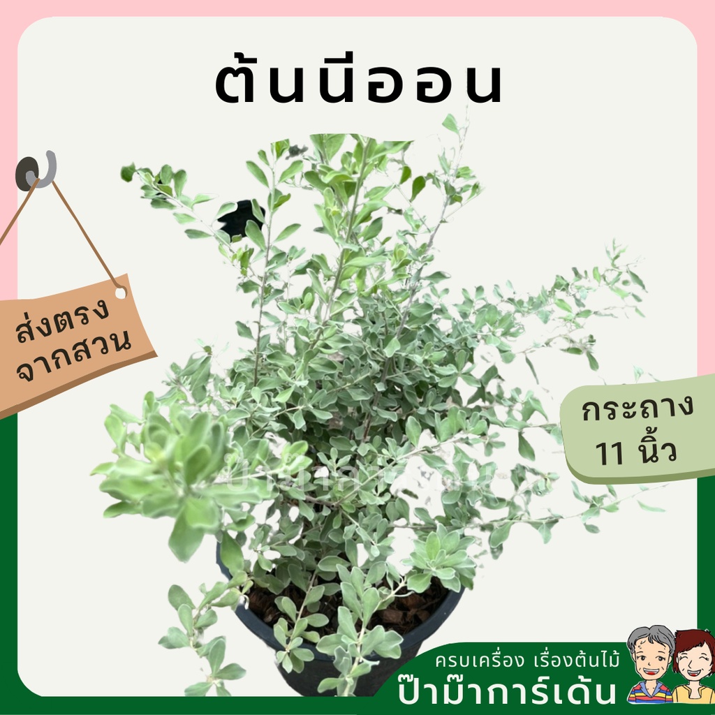 มุมมอง 3