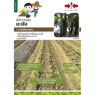 GGEW เมล็ดพันธุ์ มะเขือยาวสีเขียวลูกผสม โทมาฮอค F1 ตราศรแดง 150 เมล็ด ตราศรแดง Long Green Eggplant