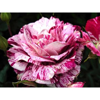 30 เมล็ด เมล็ดพันธุ์ กุหลาบ สตาร์แอนด์สไตร้พส์ Stripes Rose Seeds สี ขาว-ม่วง ดอกใหญ่