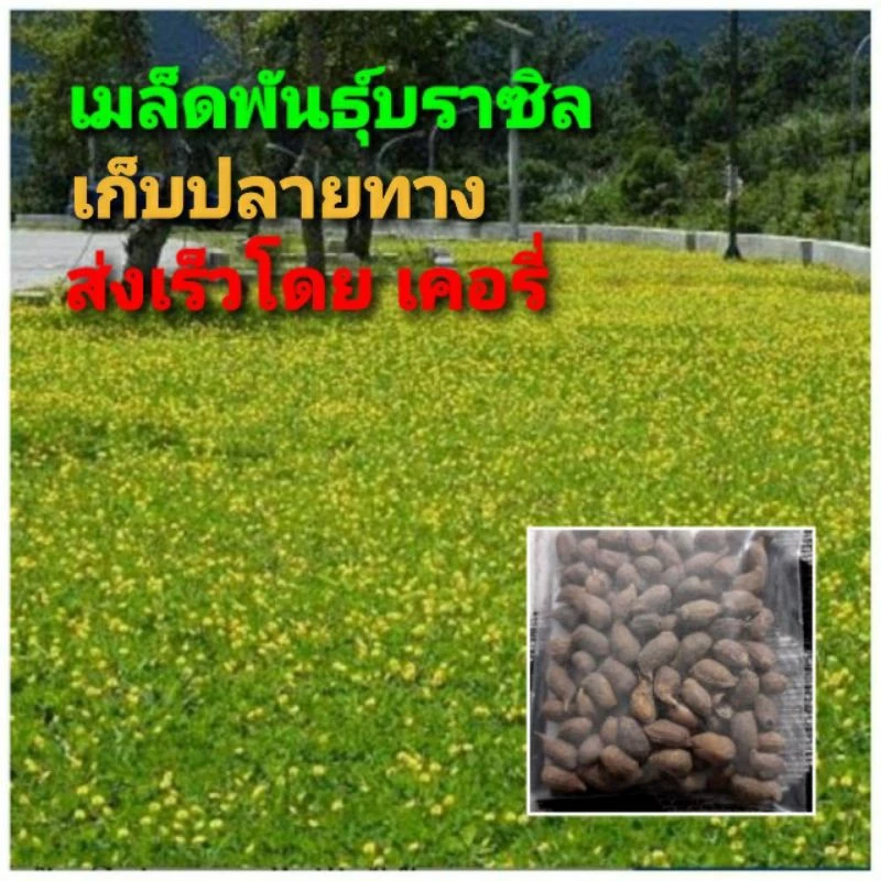 เมล็ดพันธุ์ถั่วบราซิล🤟 บรรจุ 1000เมล็ด ไม้ดอกไม้ประดับ จัดสวน พืชคลุมดิน บำรุงดิน ตกแต่งระเบียงตกแต่งสวน สนามหญ้า