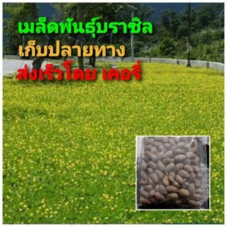 เมล็ดพันธุ์ถั่วบราซิล🤟 บรรจุ 1000เมล็ด ไม้ดอกไม้ประดับ จัดสวน พืชคลุมดิน บำรุงดิน ตกแต่งระเบียงตกแต่งสวน สนามหญ้า