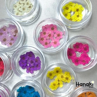 【พร้อมส่ง】ดอกพลัม ดอกพลัมทับแห้ง (Plum)💐กระปุกละ 10 ดอก Pressed Flowers💐