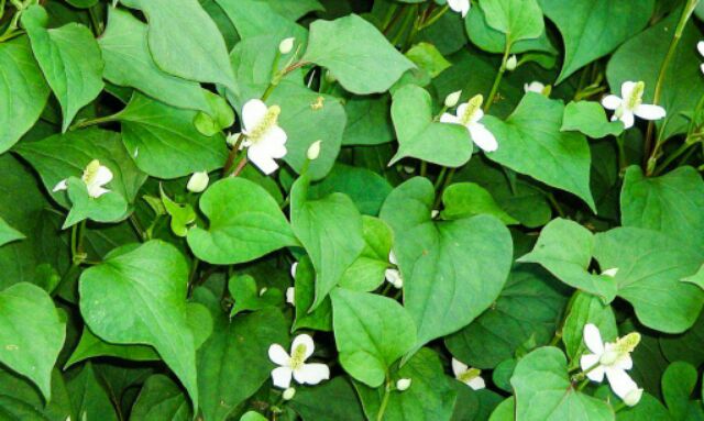 ต้นพลูคาว พร้อมปลูก ต้นละ20บาท