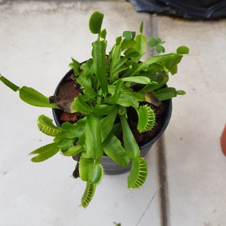 กาบหอยแครงสีเขียว Venus flytrap ไม้กินแมลง