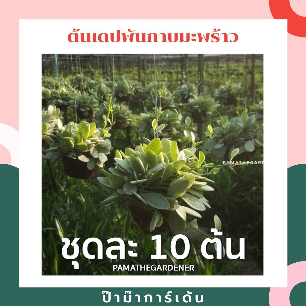 ต้นเดปพันกาบมะพร้าวเป็นชุด 10 ต้น