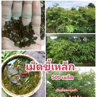 เม็ดขี้เหล็ก 500 เมล็ด เมล็ดพันธุ์ ต้นขี้เหล็ก