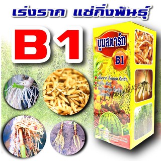 B1 บี1 ยาเร่งราก แช่ กิ่งพันธุ์ แช่ ท่อนพันธุ์ เร่งราก แช่พันธุ์ ข้าวปลูก กระตุ้นความเจริญเติบโตของราก