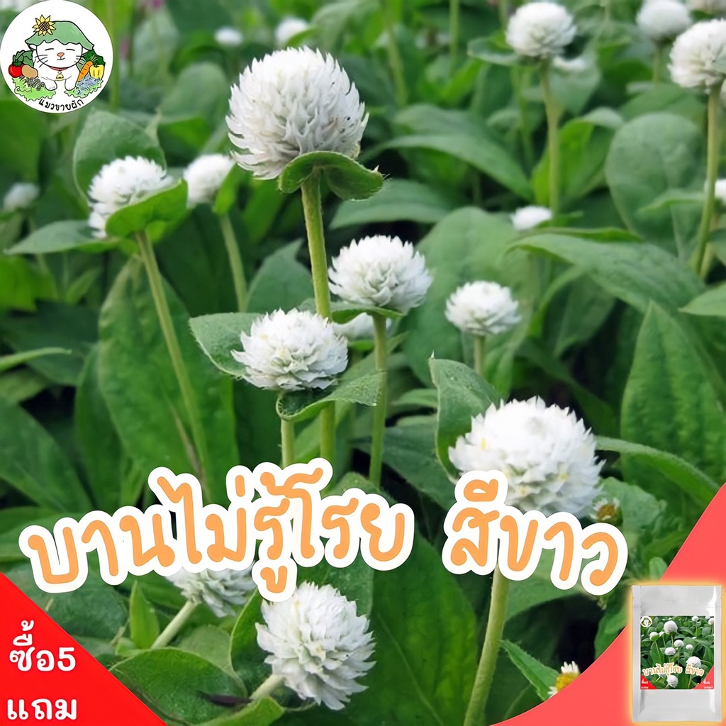 เมล็ดพันธุ์ ดอกบานไม่รู้โรย สีขาว White Amaranth Flower Seed 40เมล็ด  เมล็ดพันธุ์แท้ นำเข้าจากต่างปร