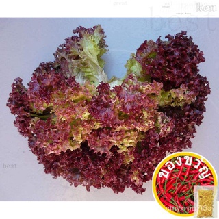 〜150 Lolla Rossa Lettuce Seeds Non GMO Ship fr SGกางเกง/seeds/และผักกาดหอมหลากหลายชนิด/ผู้ชาย/สวน/มะละกอ/กระโปรง/กุหลาบ/