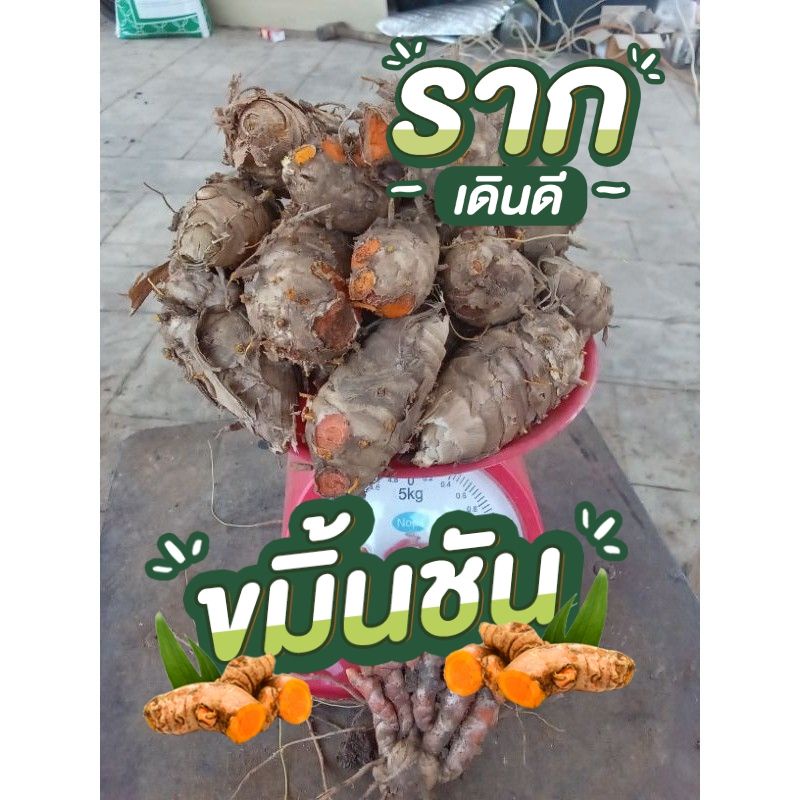 เหง้าขมิ้นแดงสยาม สำหรับปลูก ปลูกติดง่ายถุง1กิโล