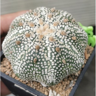 แอ​สโตร​ไ​ฟตั้​ม​ super #แคสตัส castus​ astrophytum แอสโตร แอสโตร​ไ​ฟตั้​ม แอสโตรไฟตัม กระบองเพชร แอสโตรวี super