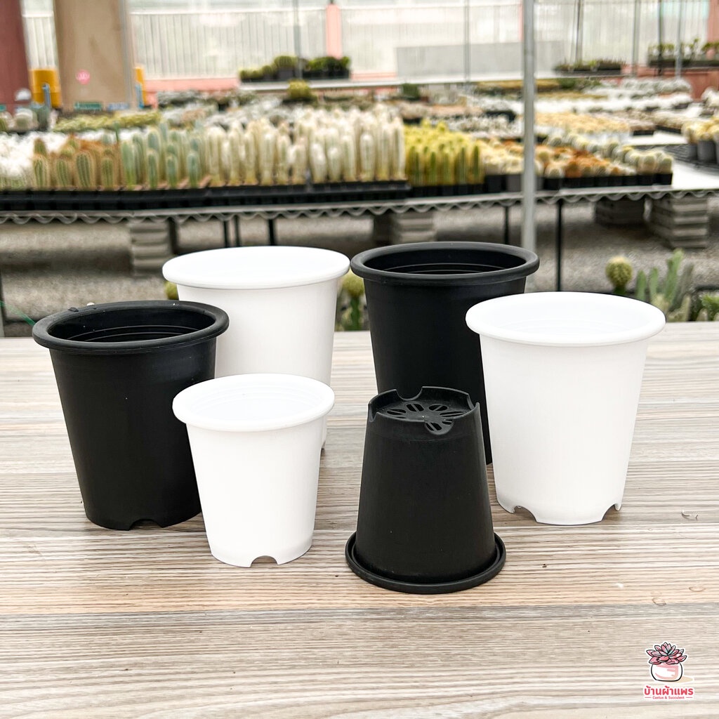 กระถางกลมทรงสูง กระถางพลาสติก แคคตัส กระบองเพชร ไม้อวบน้ำ Cactus&Succulent ราคา ถูกที่สุด ดีลบีเคเค แกลเลอรีภาพที่ 4