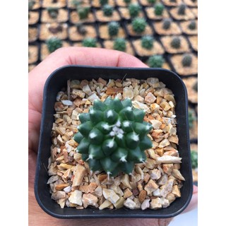 อิรุซามุ แคคตัส# Mammillaria bucareliensis "Erusamu"# Cactus #แคคตัสราคาถูก# กระบองเพชร # พืชทนแล้ง # ต้นไม้ทะเลทราย