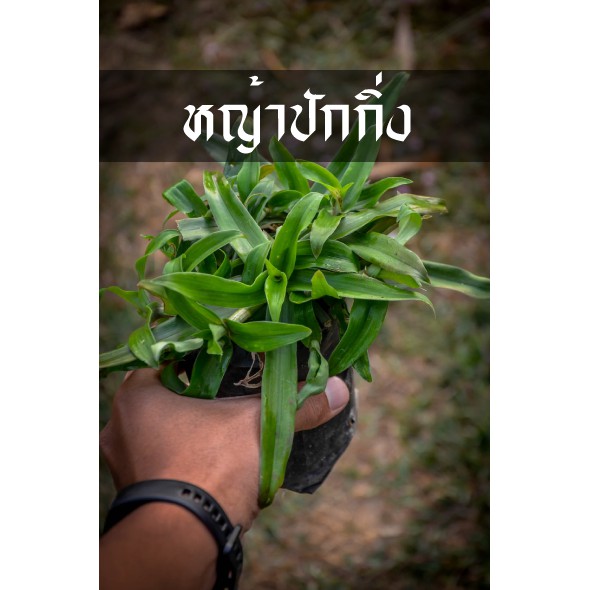 ต้นหญ้าปักกิ่ง ต้นสวยๆ เป็นสมุนไพรที่ปลูกง่าย เหมาะสำหรับทุกบ้าน สรรพคุณมากมาย