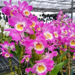 กล้วยไม้ หวายโนบิเล่ Dendrobium Nobile เกรดส่งออก ประดับตกแต่งบ้าน กล้วยไม้หวายลูกผสม