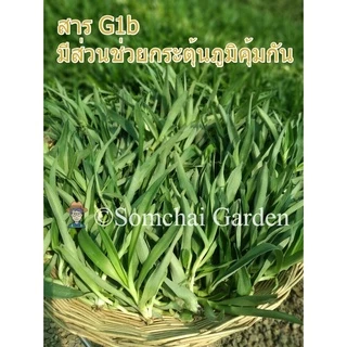 หญ้าปักกิ่ง ต้นสด อายุ 3-4 เดือน ปลูกแบบอินทรีย์ (สมุนไพรกระตุ้นภูมิคุ้มกัน)