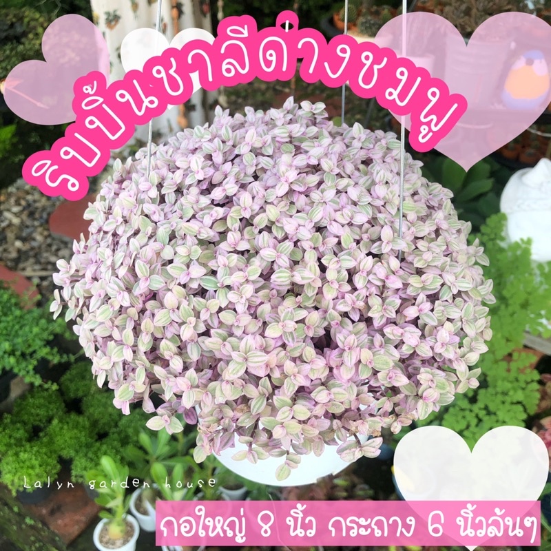 New‼️🌸🌷 หายากมาก ริบบิ้นชาลีด่างชมพู กอใหญ่ กระถาง 6 นิ้ว พุ่ม 8 นิ้ว สวยมาก 🐰🌷🌸 นักสะสมต้องมีค่ะ (ม