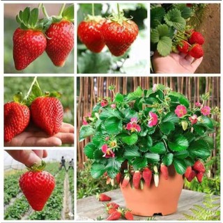 เมล็ดพันธุ์ สตรอเบอร์รี่ยักษ์   เมล็ดพันธุ์สตอเบอรี่ Strawberry Seeds 500เมล็ด