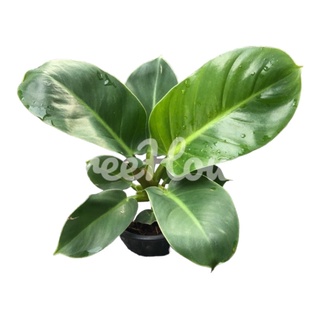 เศรษฐีรวยทรัพย์ กระถาง 6 นิ้ว ใบเรียว 5-7 ใบ/ Philodendron sp. ‘Ruaysap’ Pot 6