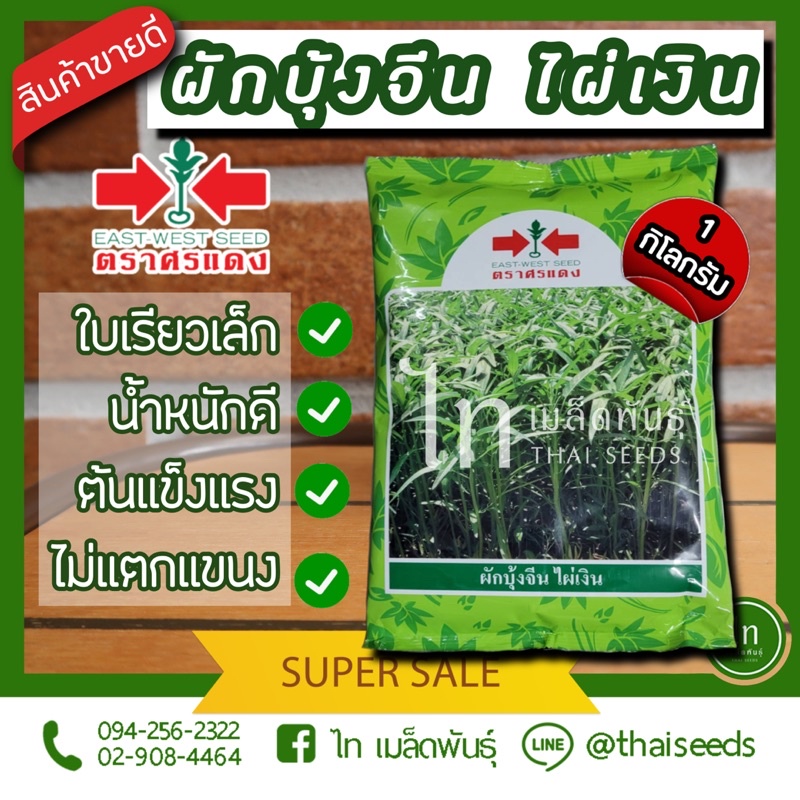 เมล็ดพันธุ์ ผักซอง ศรแดง BIG ผักบุ้งจีน ไผ่เงิน บรรจุ 1 กิโลกรัม