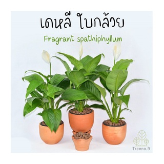 Treeno.9 T63 เดหลี ใบกล้วย (Fragrant spathiphyllum) ถุง 6 นิ้ว สูง 50-60 ซม. ต้นไม้มงคลประดับ ดอกสวยสีขาว ใบเขียว ไม้ฟอกอากาศ ปลูกในห้องนอนได้