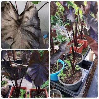 Colocasia Black coralแบล็คโครอลกระถาง8"พร้อมส่ง