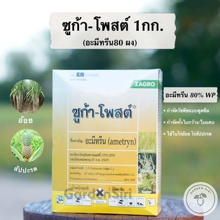 ซูก้า-โพสต์ (อะมีทรีน 80 ผง WP) สารกำจัดหญ้าวัชพืชใบกว้าง ใบแคบในไร่อ้อย สัปปะรด สวนส้ม ไร่ชากาแฟ ตราซาโกร ขนาด 1กก